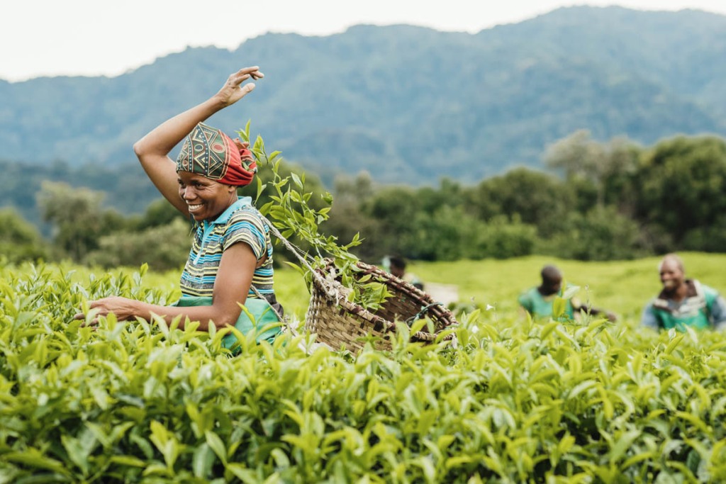 Tea Plantation Expreience